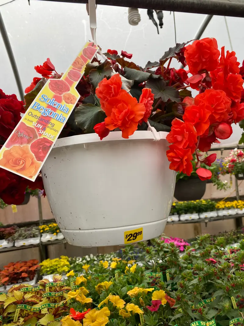 10" Basket Solenia Begonia