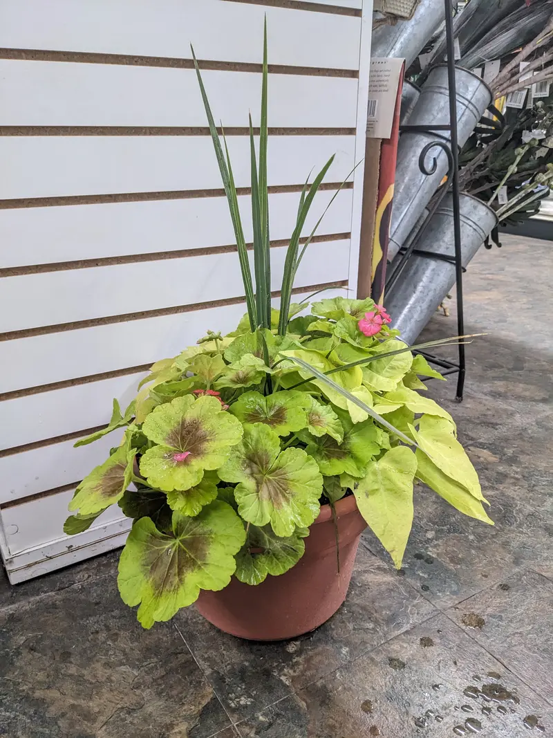12" Patio Pot