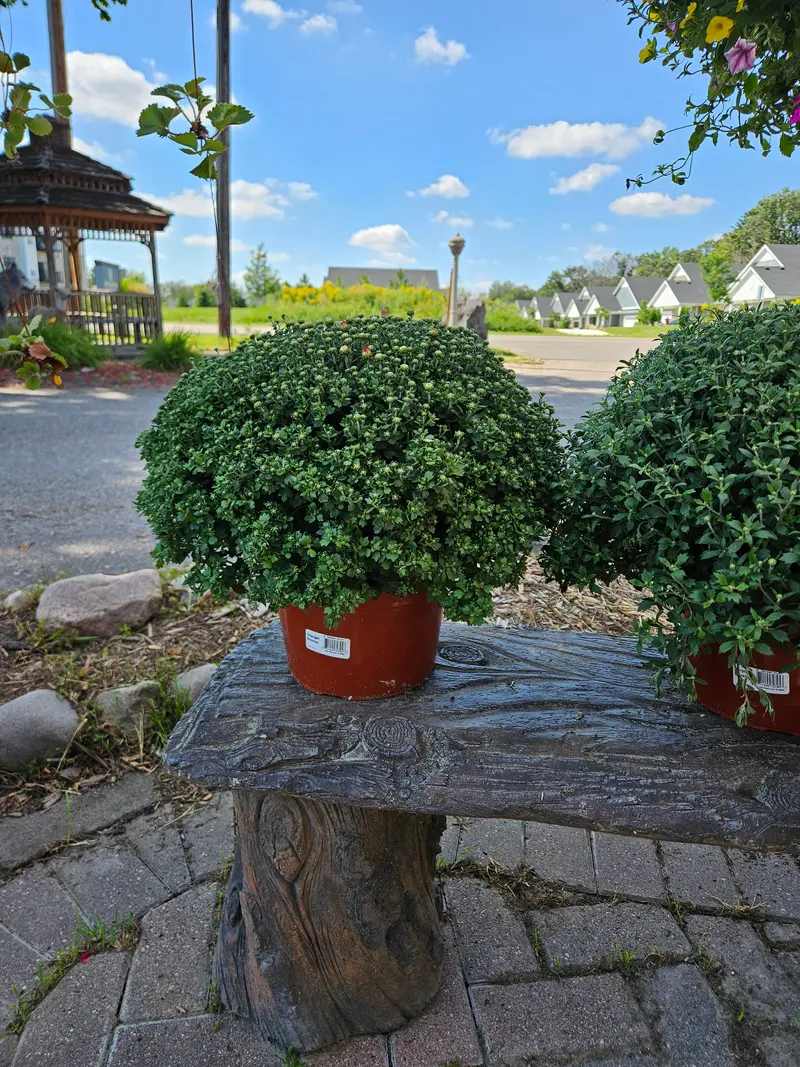 2 Gallon Assorted Mum
