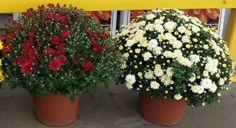 9" Mum - Yellow
