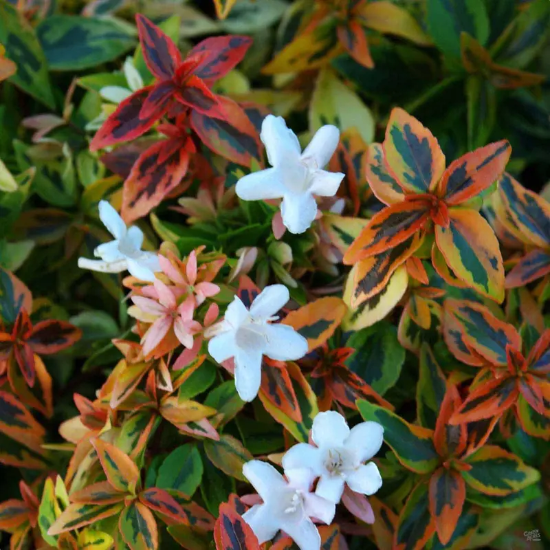 Abelia 'Kaleidoscope'