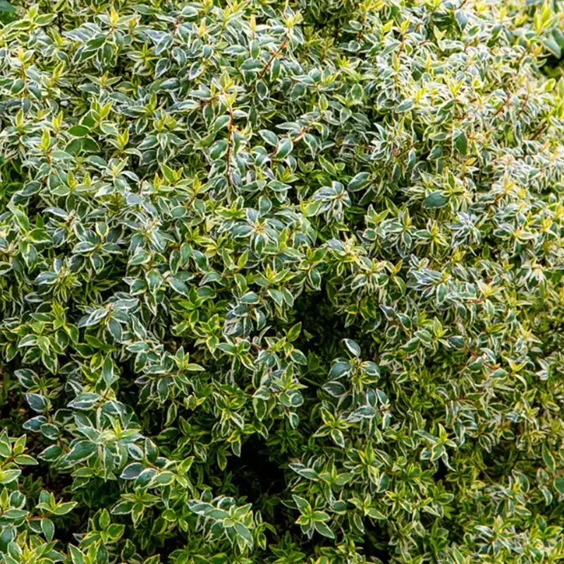 Abelia 'Radiance'