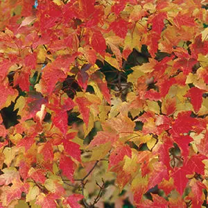 Acer - Bailey Compact Amur Maple-2 Gallon