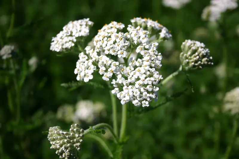 Achillea millefolium (Common Yarrow) CC BEL