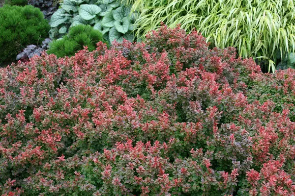 Admiration Barberry-Yellow