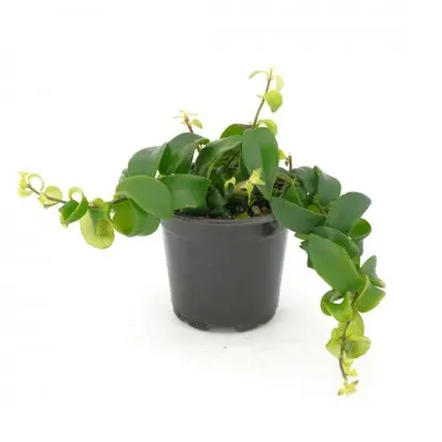 Aeschynanthus radicans 'Rasta' (Lipstick Plant)