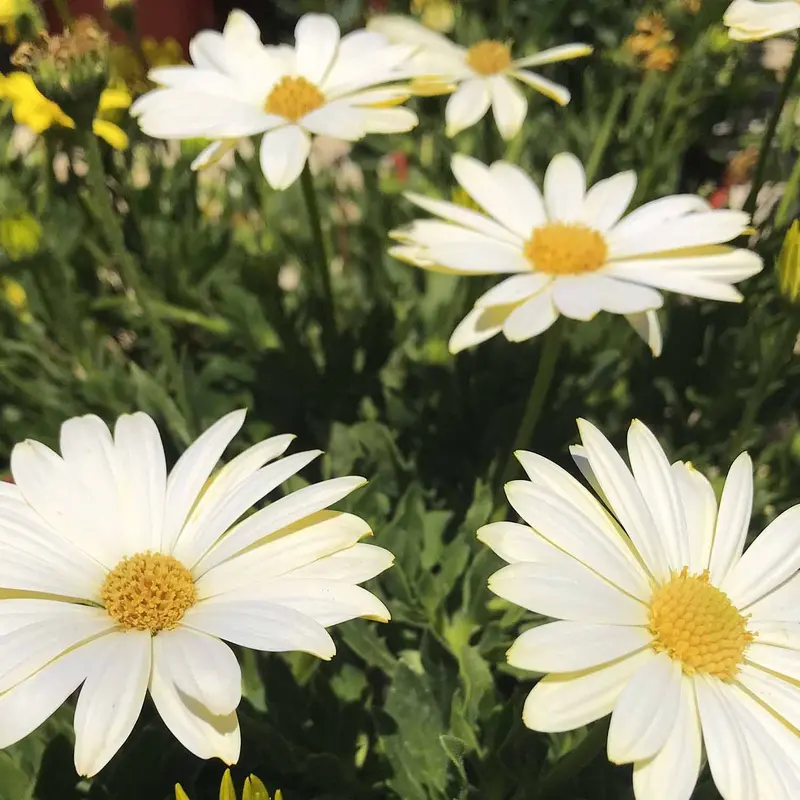 African Daisy