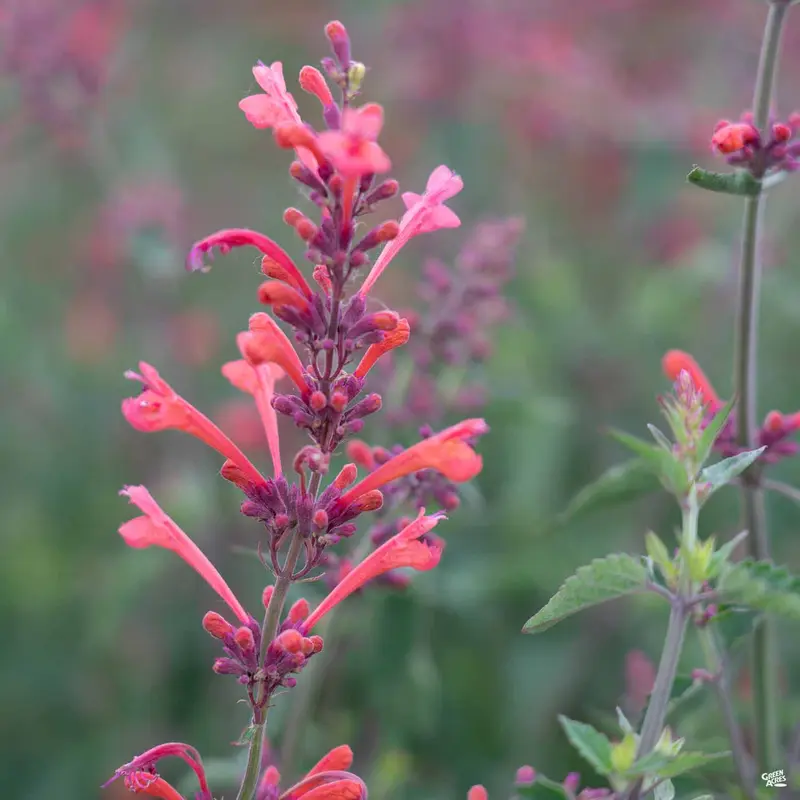 Agastache