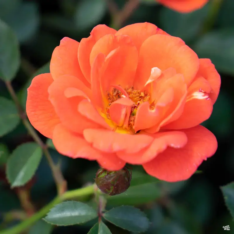 All a' Twitter™ Miniature Rose