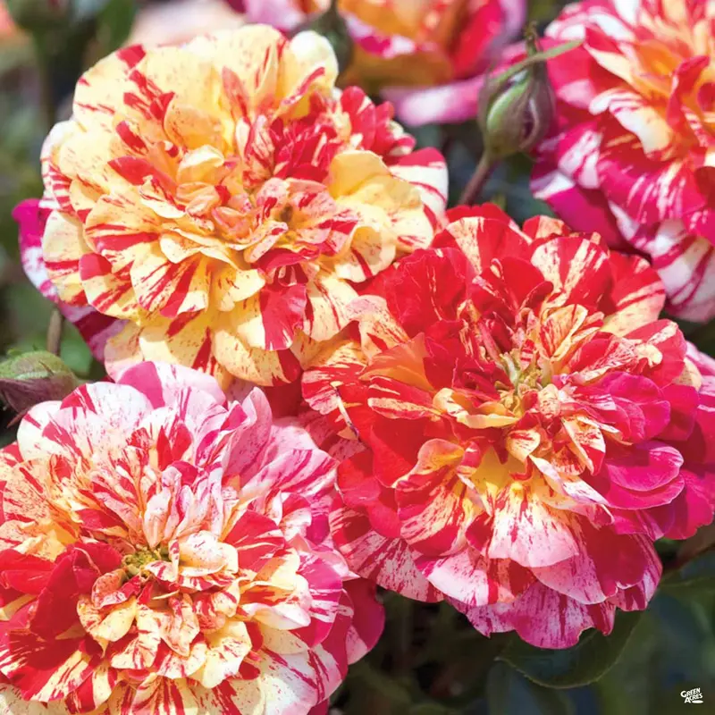 All American Magic™ Rose