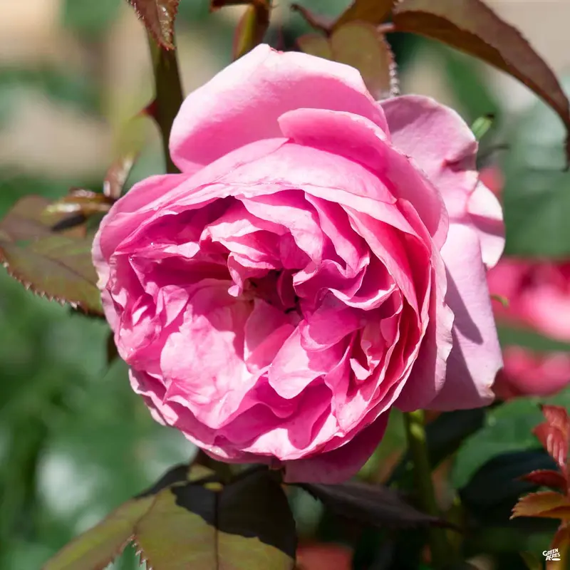All Dressed Up™ Rose Bareroot