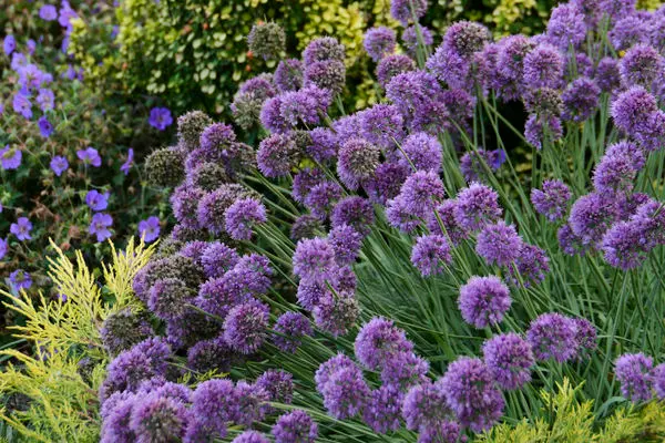 Allium - Medusa Ornamental Onion-Purple