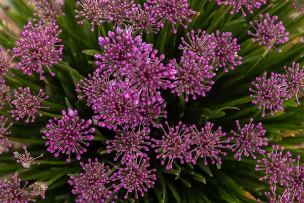Allium x - Windy City Ornamental Onion