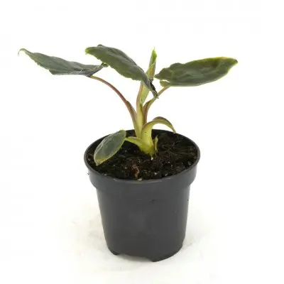 Alocasia chienlii 'Antoro  Velvet' (Elephant Ear)