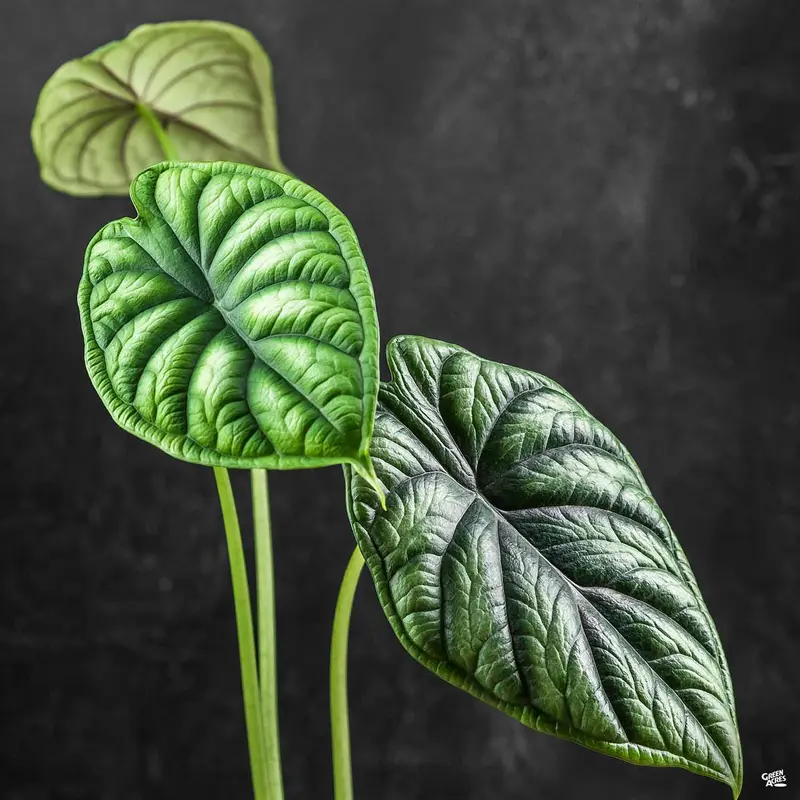Alocasia 'Dragon Scale'