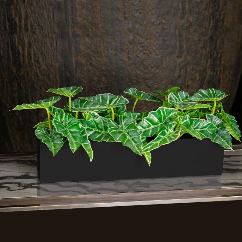 Alocasia in Painted Iron Table Planter By Gold Leaf