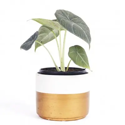 Alocasia maharanii (Grey Dragon Alocasia)