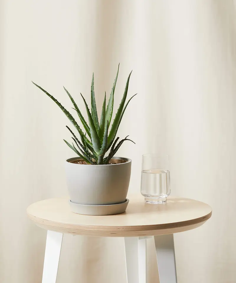 Aloe Vera