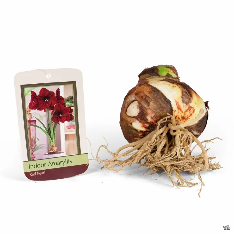 Amaryllis 'Red Pearl'