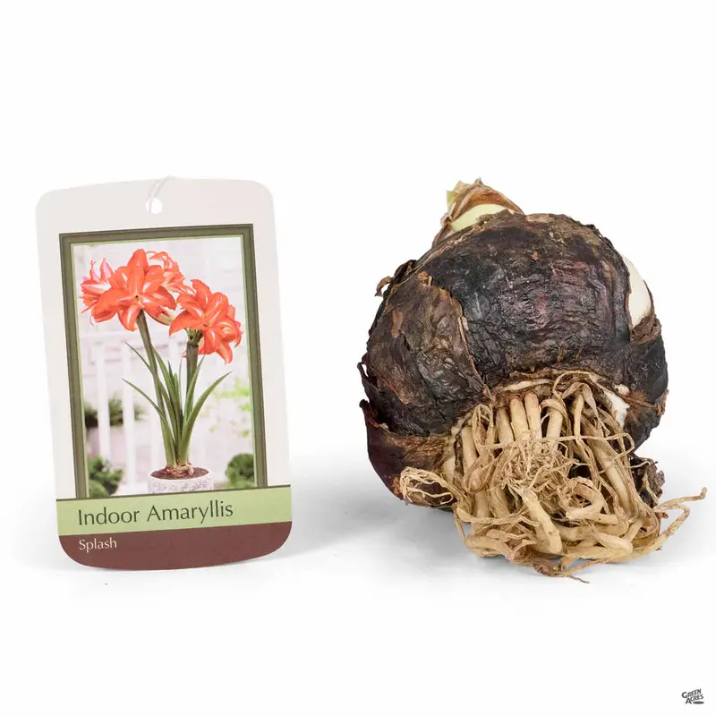 Amaryllis 'Splash'