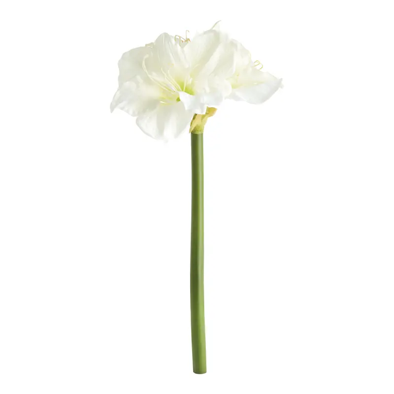 Amaryllis Stems St/2