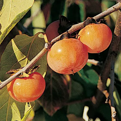 American Persimmon 'Early Golden' (Diospyros virginiana)