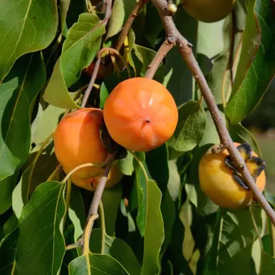 American Persimmon 'Prairie Dawn®' (Diospyros virginiana)