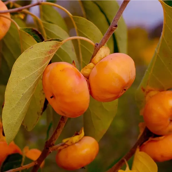 American Persimmon 'Prairie Star®' (Diospyros virginiana)