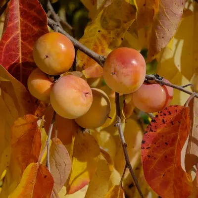 American Persimmon 'Szukis' (Diospyros virginiana)