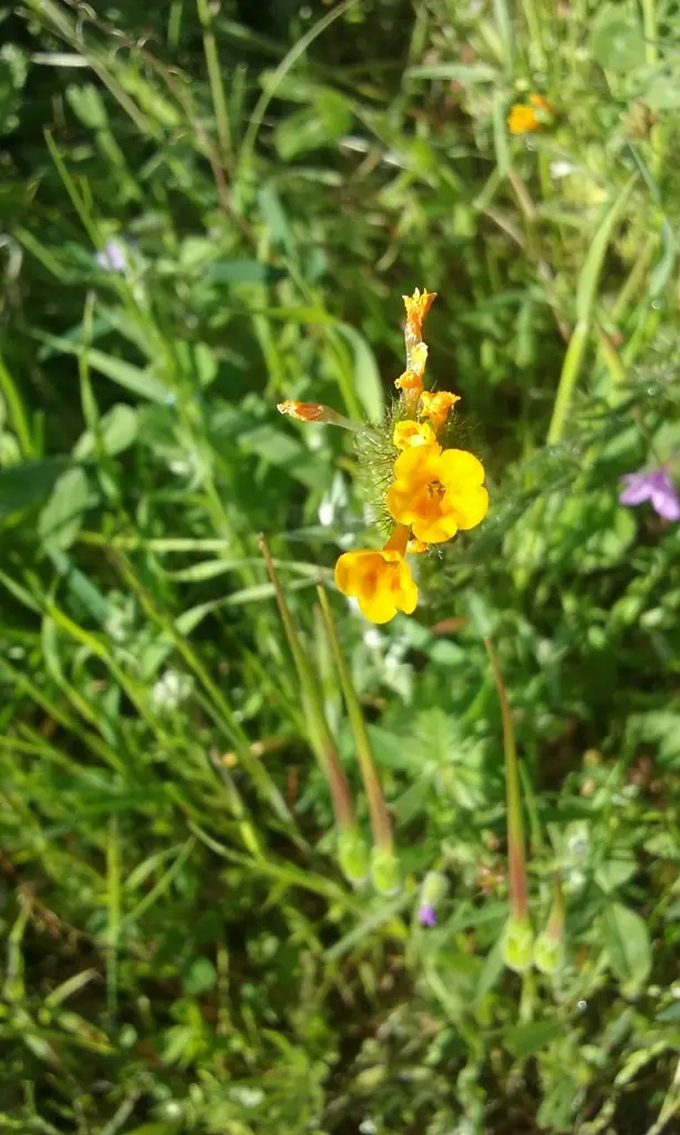 Amsinckia menziesii var. intermedia (Common Fiddleneck)