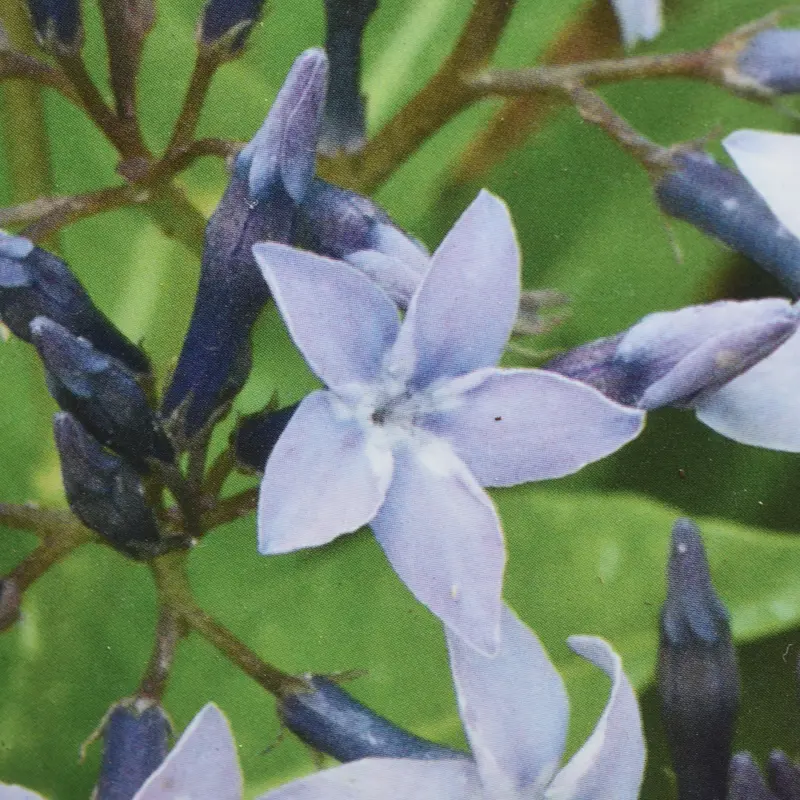 Amsonia Blue Ice Bluestar-Dark Blue