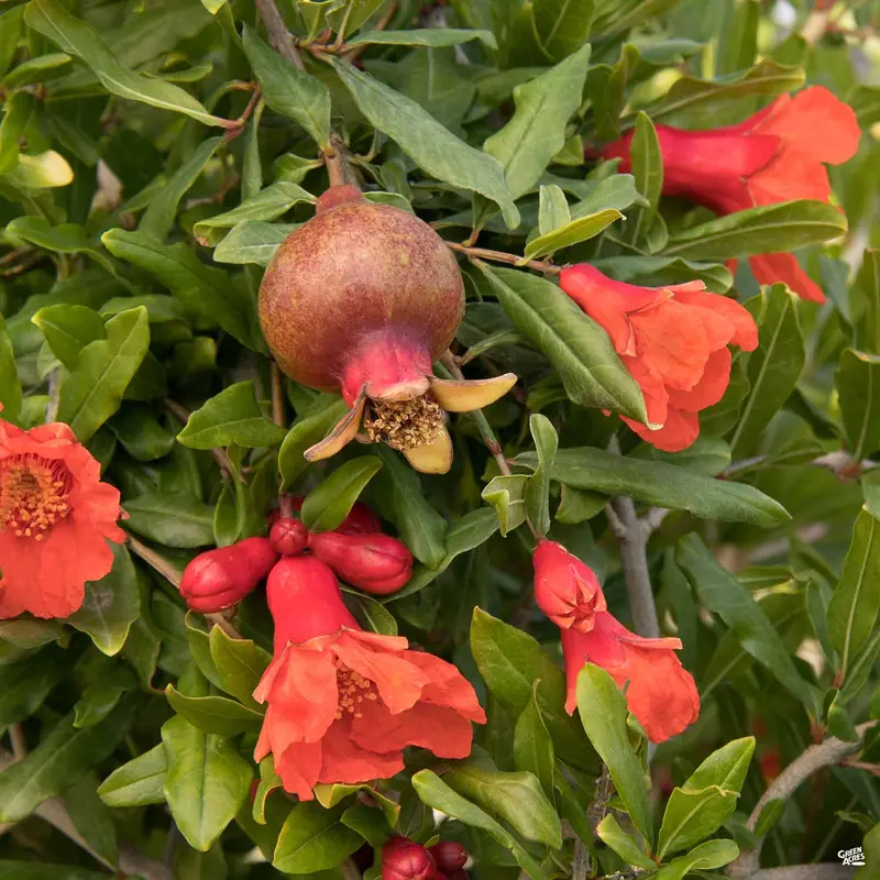 Angel Red® Pomegranate | Monrovia