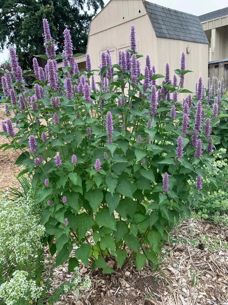 Anise Hyssop (Agastache foeniculum)