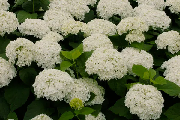Annabelle Hydrangea