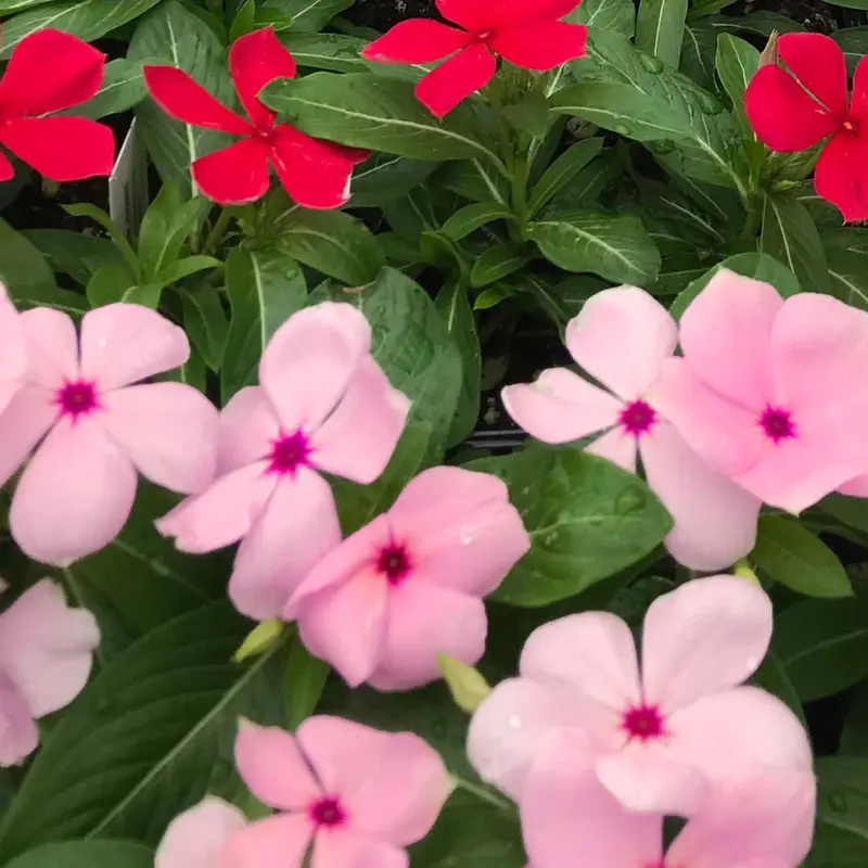 Annual Vinca