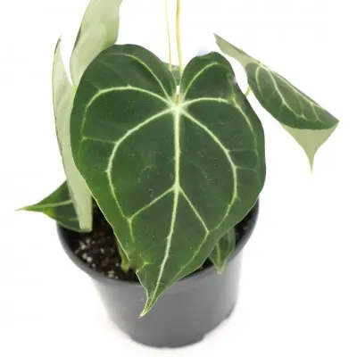 Anthurium clarinervium (Velvet Cardboard Anthurium)