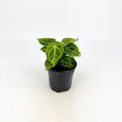 Anthurium dorayaki (Anthurium)