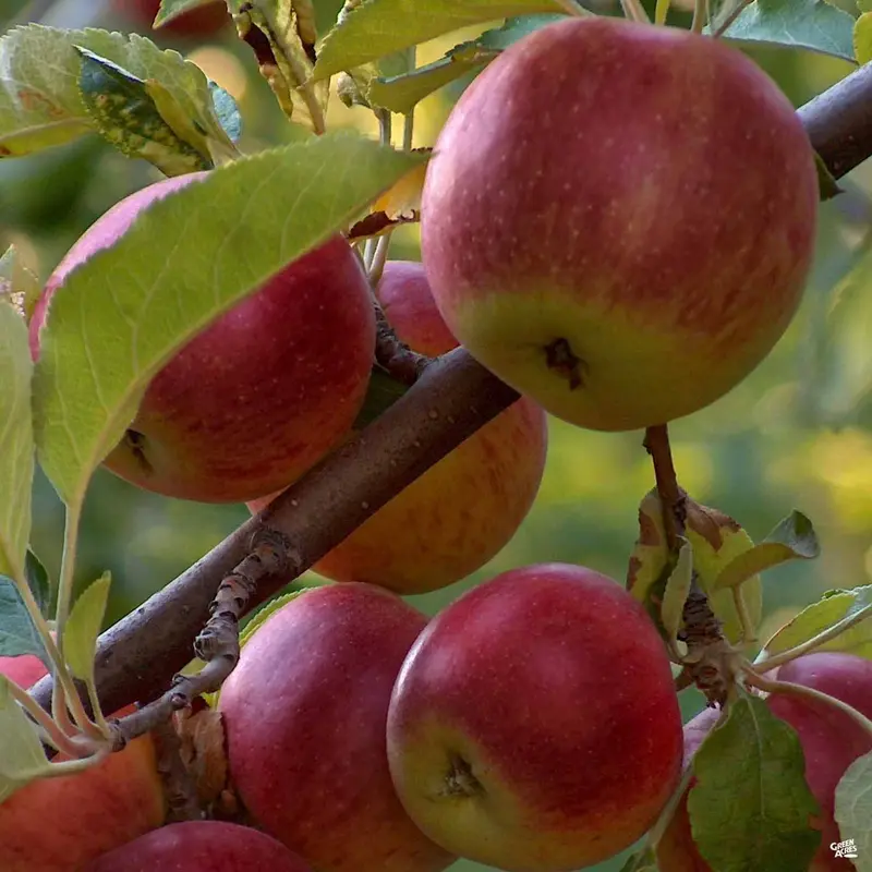 Apple 'Arkansas Black' Bareroot
