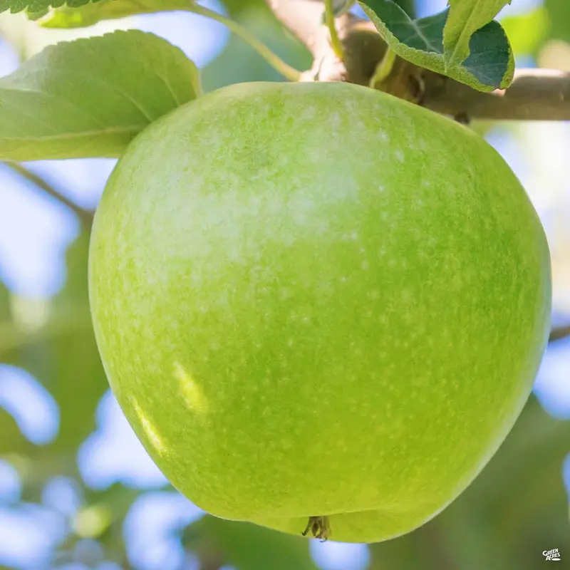 Apple 'Granny Smith'