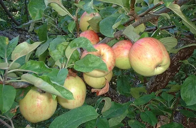 Apple 'Gravenstein' (Malus domestica)