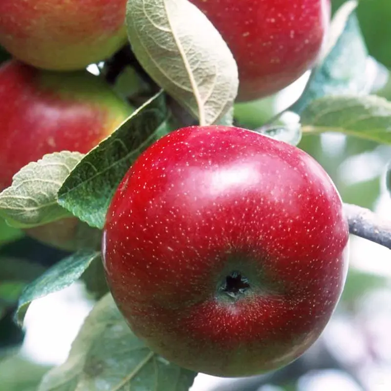 Apple 'Red Delicious'