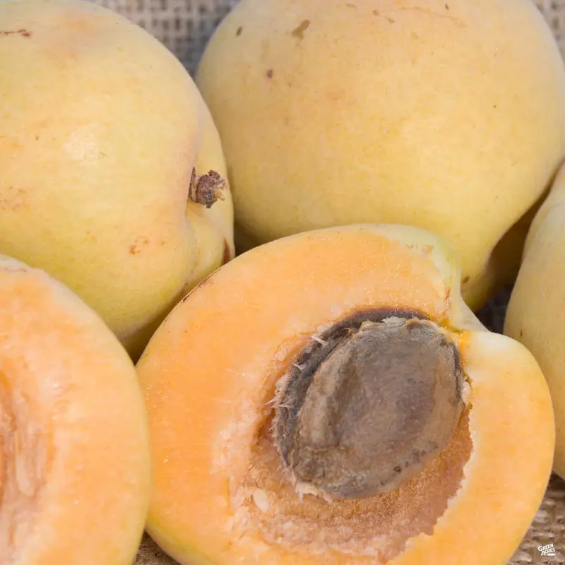 Apricot 'Autumn Glo'