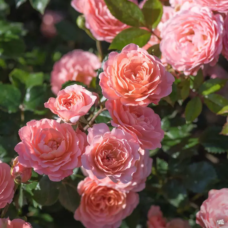 Apricot Drift® Rose