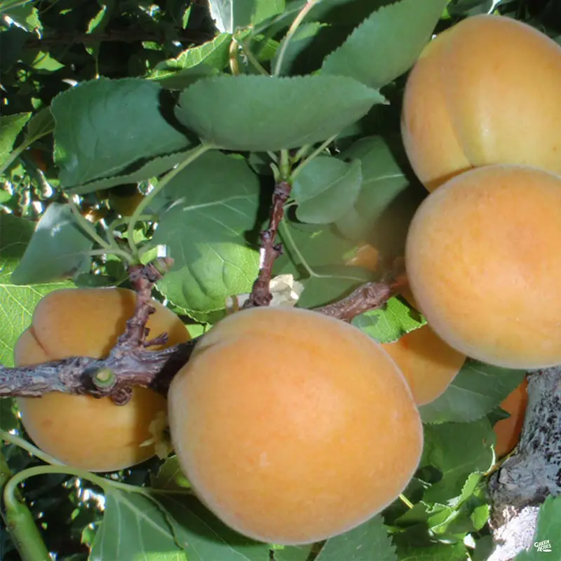 Apricot 'Moorpark'