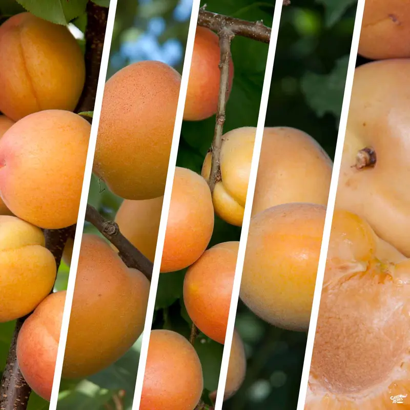 Apricot Multi-Graft Combo Bareroot