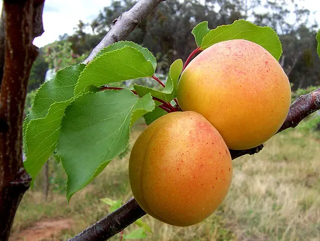Apricot 'Royal Blenheim' (Prunus armeniaca)