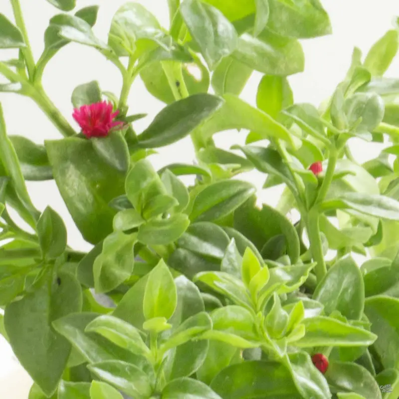 Aptenia 'Red Apple'