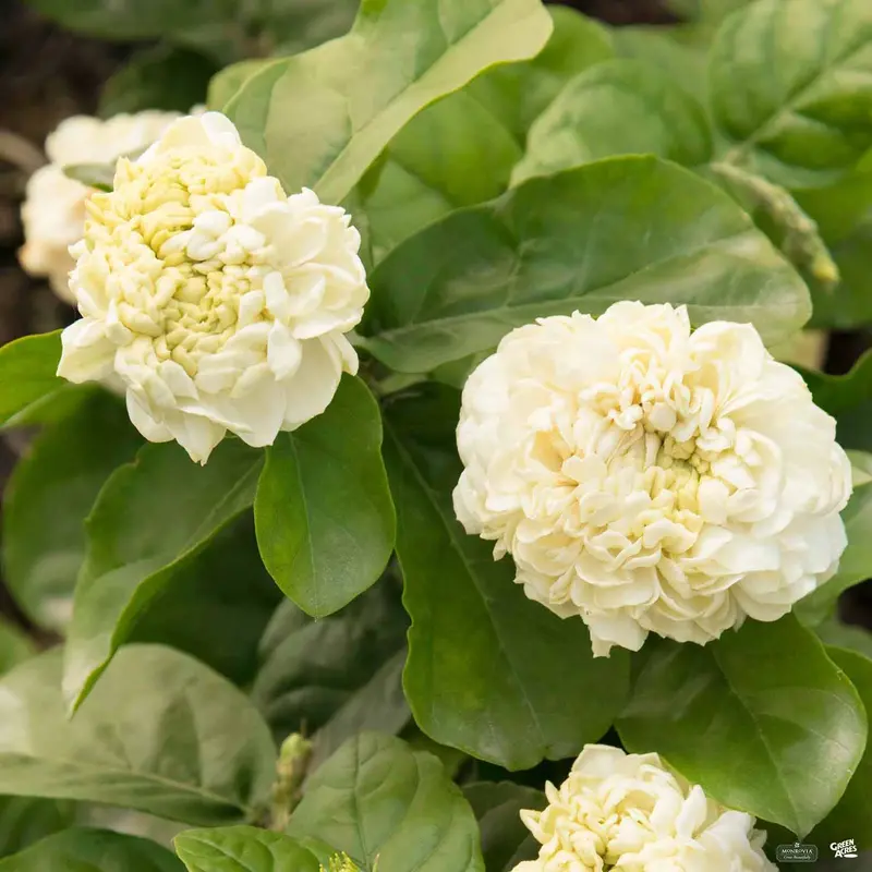 Arabian Jasmine 'Summer Soul' | Monrovia