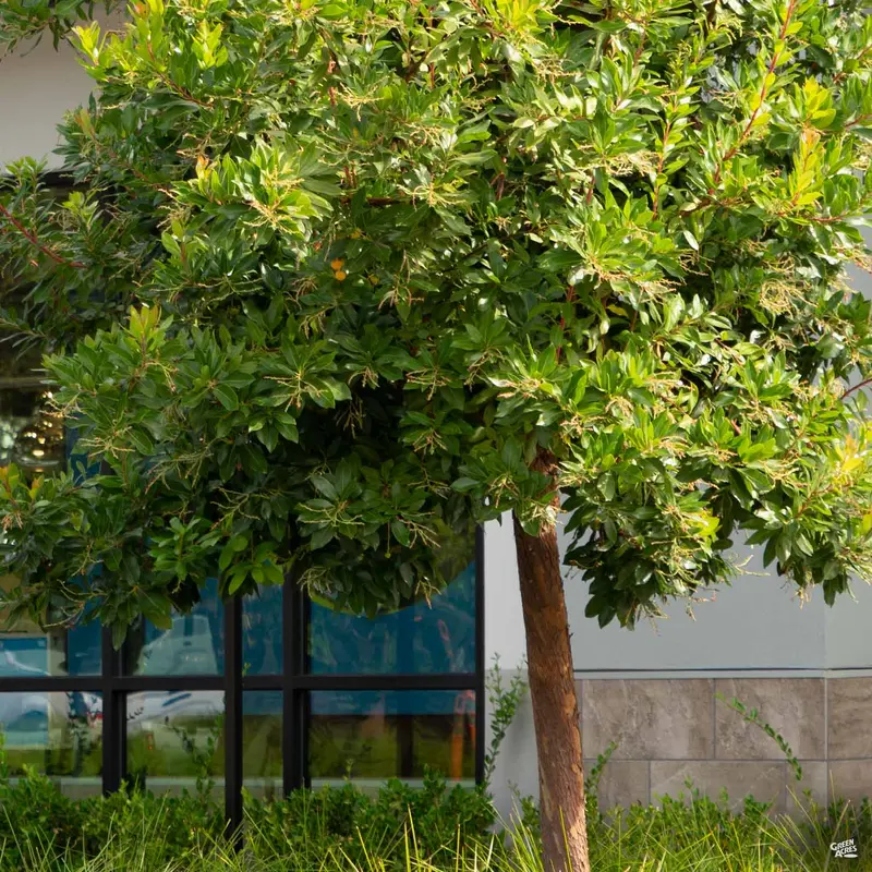 Arbutus 'Marina' Standard Trunk