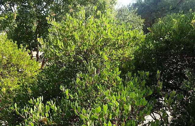 Arctostaphylos densifolia 'Howard McMinn'